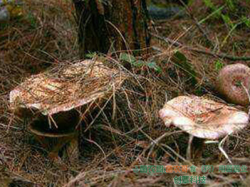 人工種植松乳菇 人工種植松乳菇